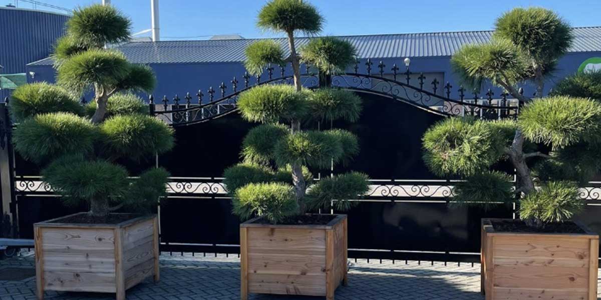 large bonsai tree harrogate from birch nurseries