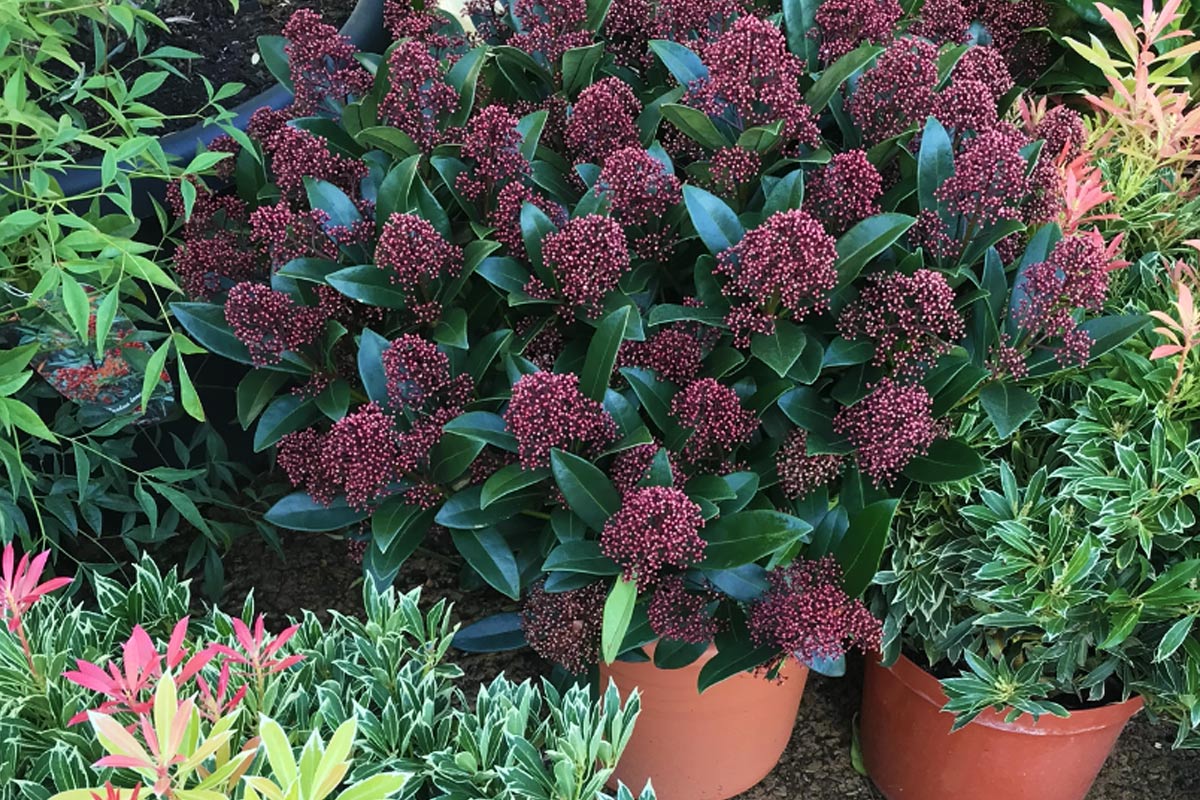 luxury shrubs and plants harrogate 