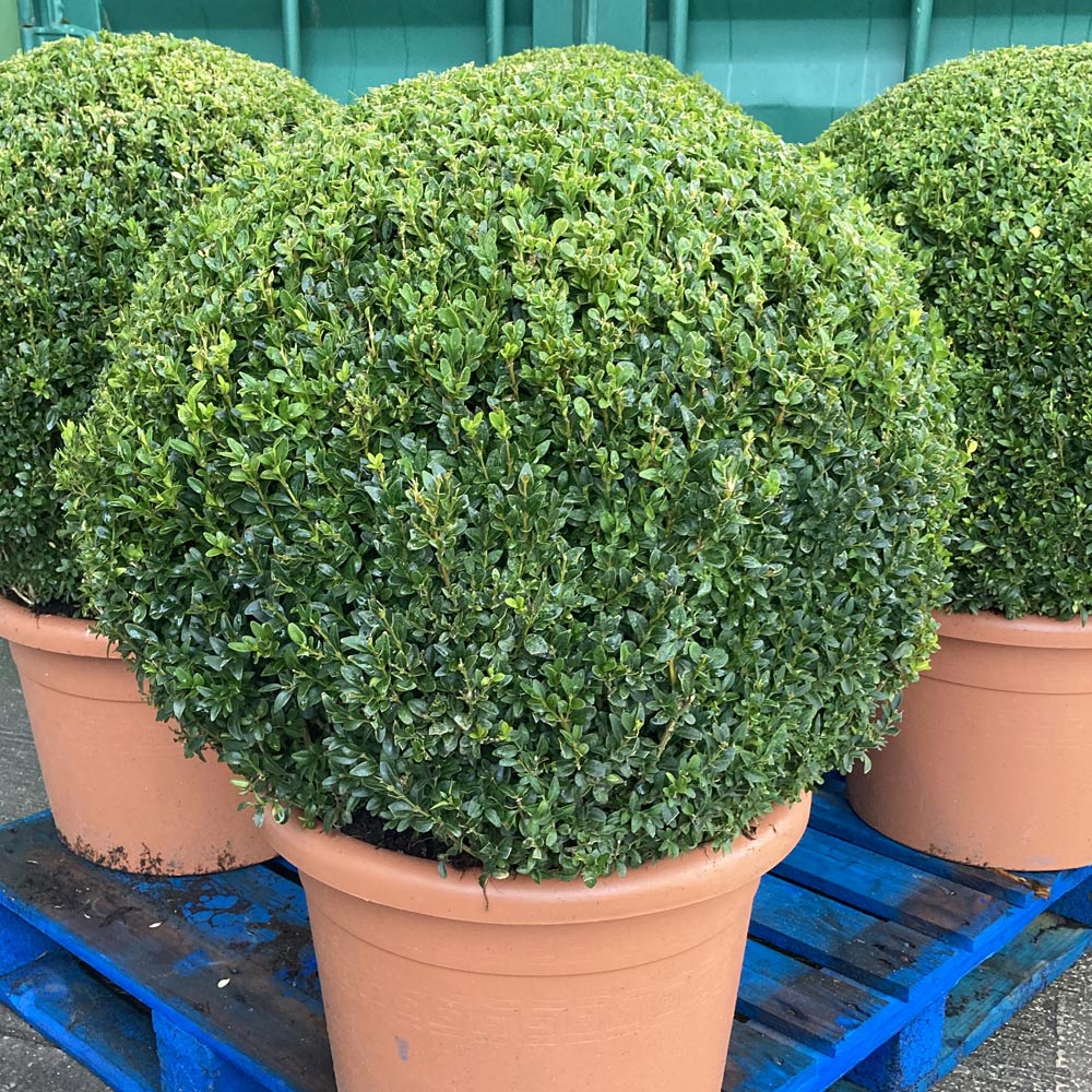 Topiary Trees Gallery Birch Nurseries